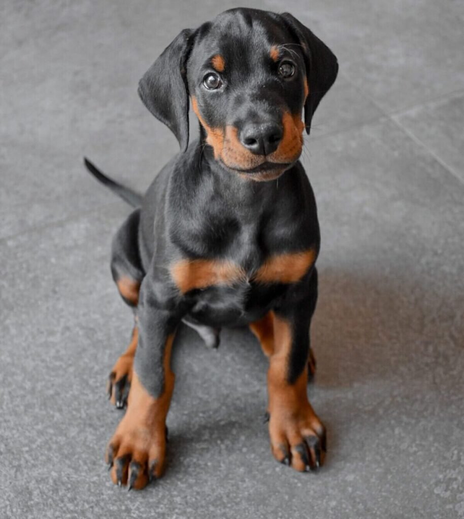 cooper male