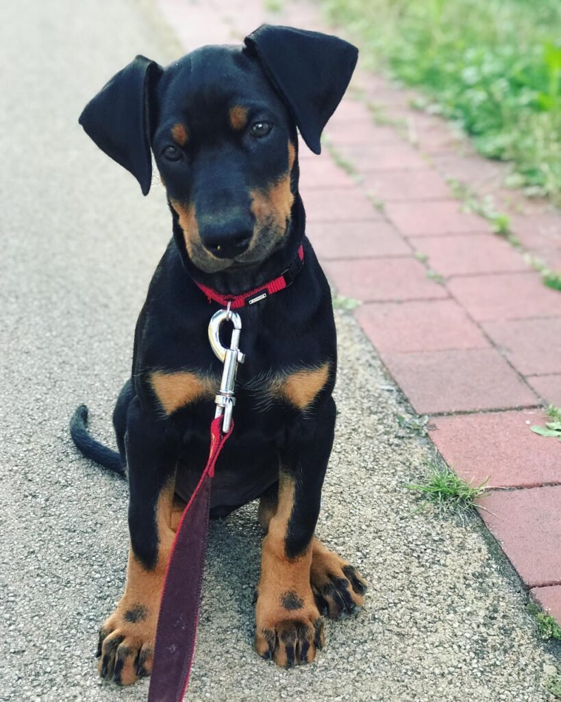 lucy female
