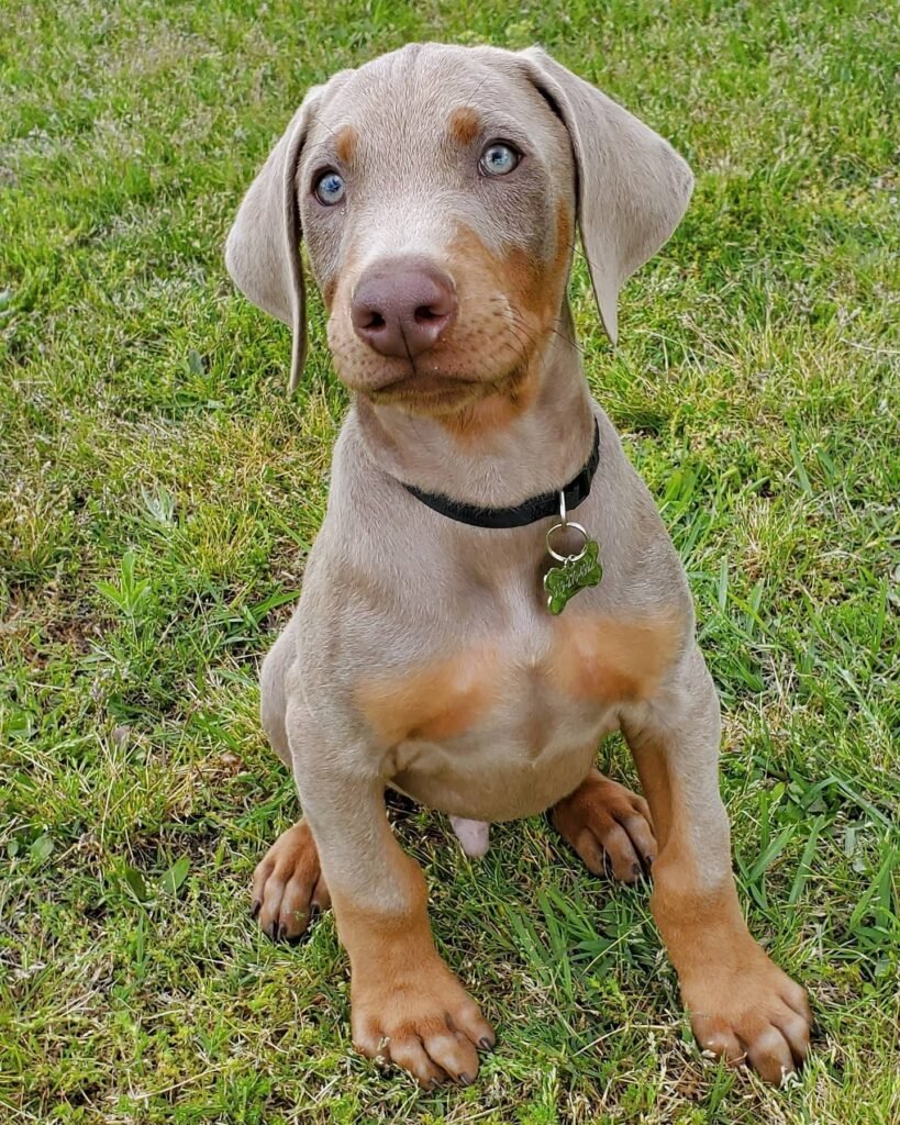 simba male